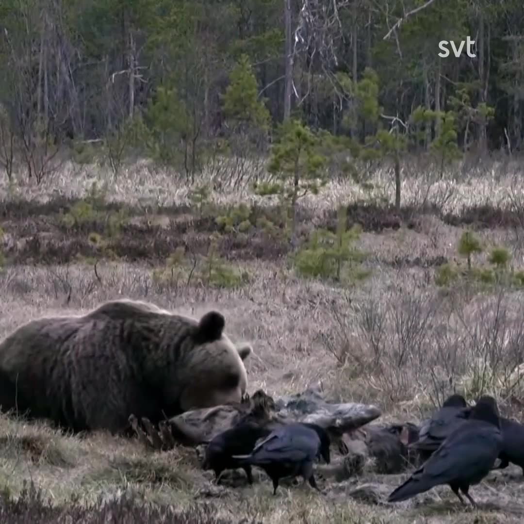 Björnen och korparna samsas om maten